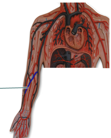 Chapter 19 Lab Quiz On Blood Vessels - ProProfs Quiz