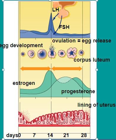 Menstruation - ProProfs Quiz