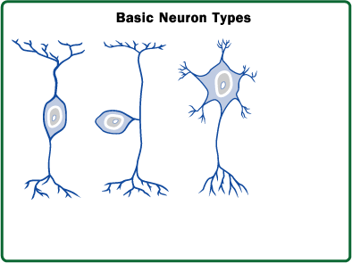 neuron unlabeled
