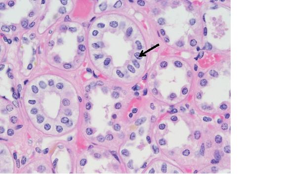 Unit I: Histology I: Nervous, Epithelial & Muscular Tissues | Attempts ...