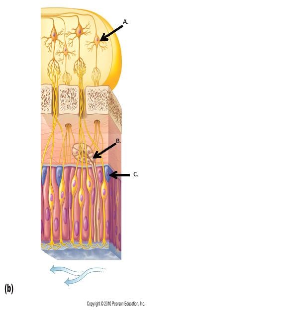 Unit IV: Hearing, Equilibrium, Olfaction & Gustation | Attempts: 725 ...