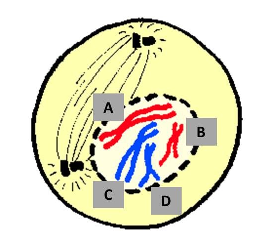 Science 8: Test On Cells - Quiz, Trivia & Questions