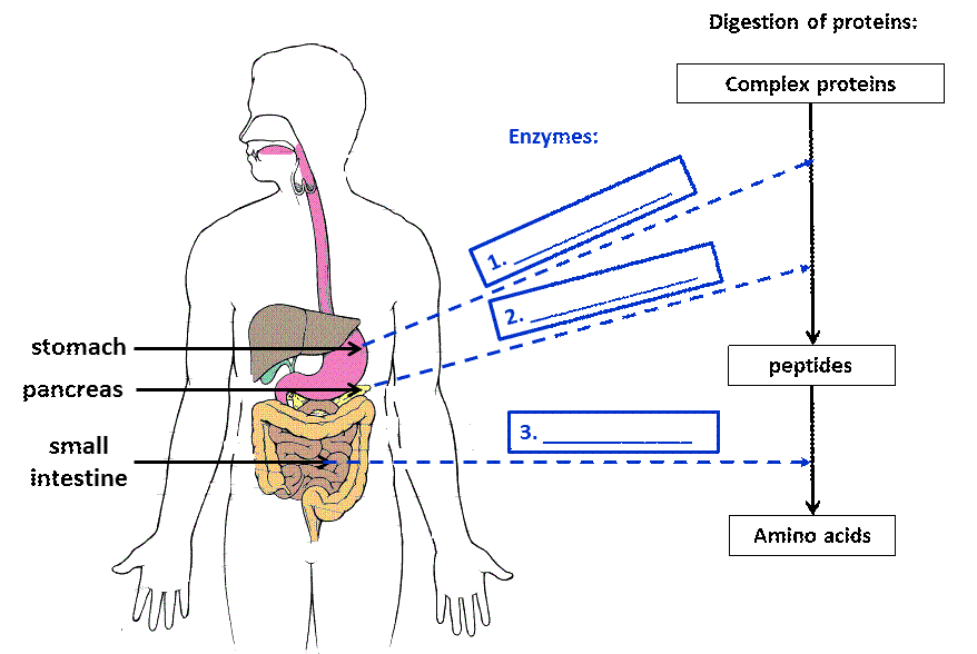 if an enzyme digested proteins it would be called