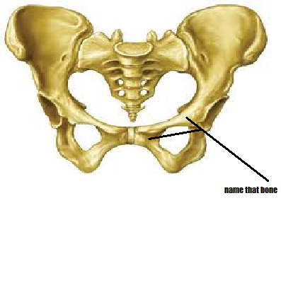 Name The Human Bones - ProProfs Quiz