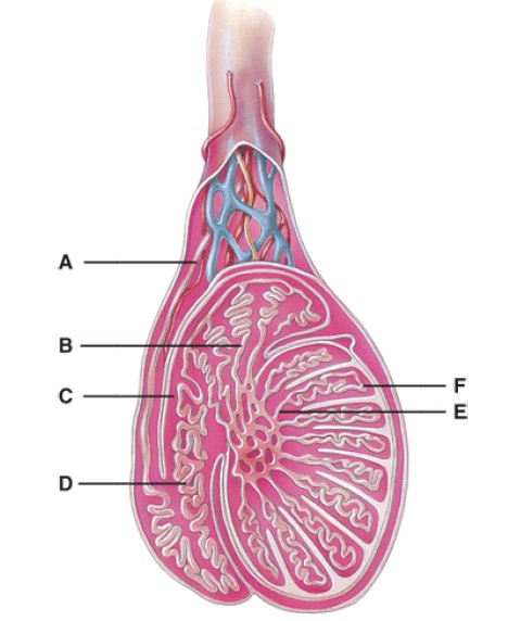 Testis. Epididymis анатомия. Ductus epididymis.