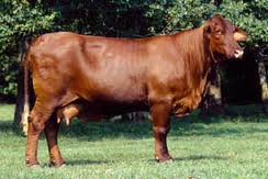 Beef Cattle Breeds Nettleton FFA - Quiz, Trivia & Questions