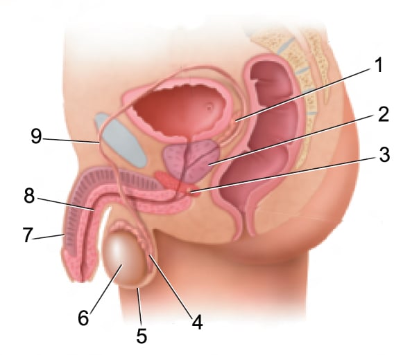 Struktur Dan Fungsi Organ Reproduksi Manusia Proprofs Quiz