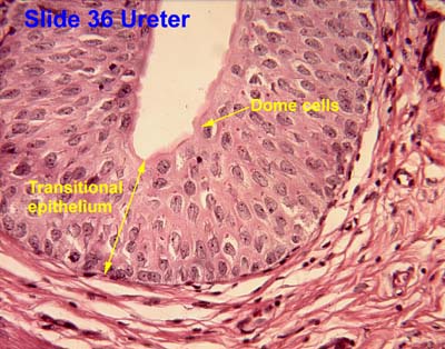 Definitions Of Histology Quiz - ProProfs Quiz ureter histology diagram 