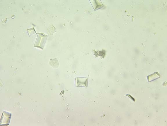 Hematology & Urinalysis - ProProfs Quiz