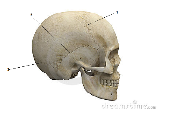 Anatomy & Physiology: Bones & Blood Vessels | Attempts: 493 - Quiz ...