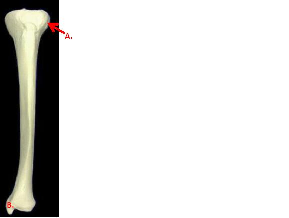 Tibia Bone Markings