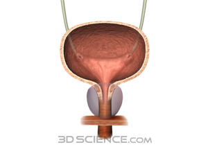 false ligament of urinary bladder