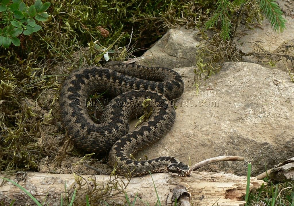 Vretenica Severna - Vipera Berus - ProProfs Quiz